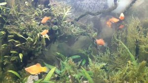 Мой опыт содержания улиток Спикса, катушек и физ в аквариуме.Польза и вред улиток.