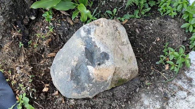 Мой сад 10-12 августа. Сбылась мечта идиота. Или не идиота. пока не знаю) смотреть онлайн