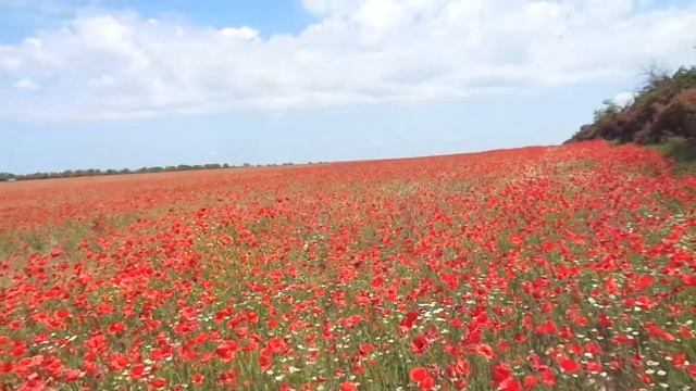 Красные маки в полях цветут... смотреть онлайн