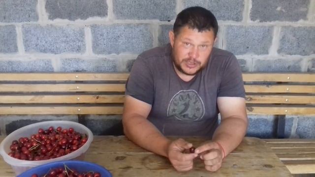 Перепел Техасский супер бройлерный-маточное стадо.Откуда?Что да как?