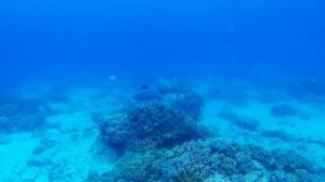 Морская змея и рыбы на пляже Алона | Жизнь на Филиппинах