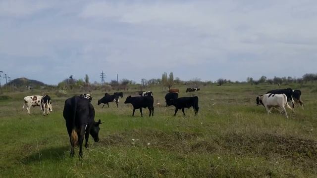 Пастух нас бросит Соседи строчат жалобы Ржавый автомобиль на дороге смотреть онлайн