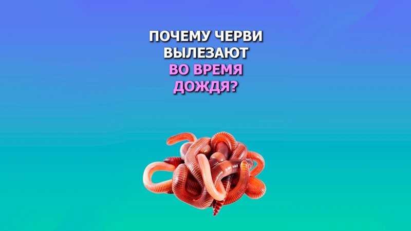 Почему дождевые черви вылезают во время дождя на поверхность?