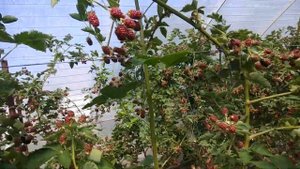 Обзор теплицы с ежевикой. Ежевика имеет вес