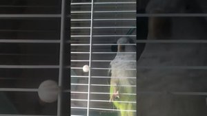 Попугай квакер разговаривает 2