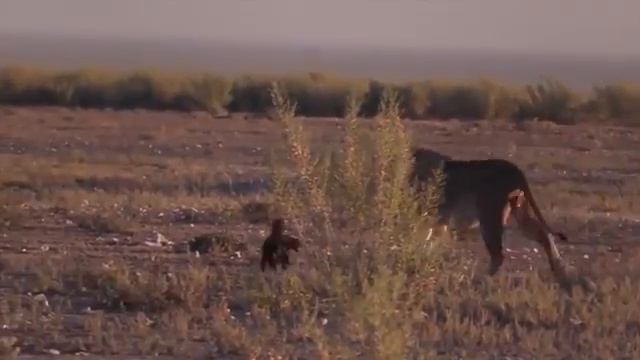 САМЫЕ ПОПУЛЯРНЫЕ БОИ ЖИВОТНЫХ КОТОРЫЕ ВЗОРВУТ ТВОЙ МОЗГ/ ОТ КОТОРЫХ МУРАШКИ ПО КОЖЕ/ БОИ смотреть онлайн