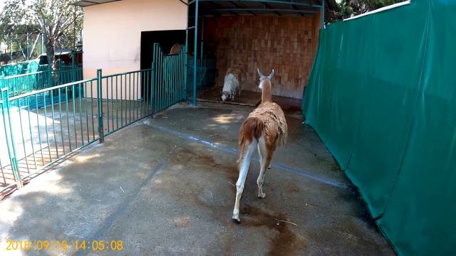 Зоопарк в Сочи смотреть онлайн
