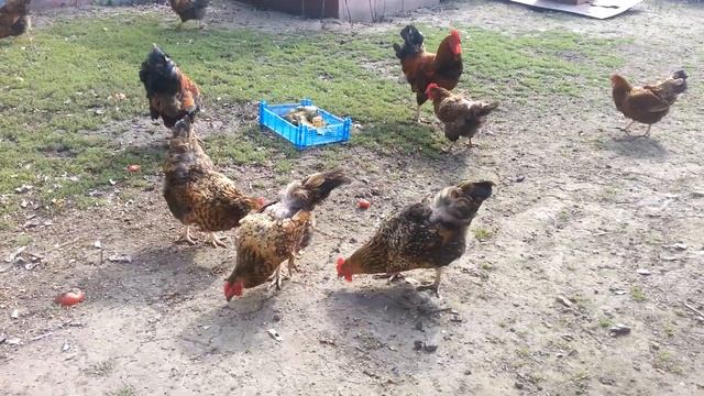 Кучинская юбилейная полуокаймленная 25 августа 2022 смотреть онлайн