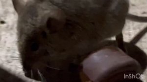 Мышь Укусила за палец!!!