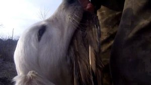Натаска собак. Апортирование. Золотистый ретривер.