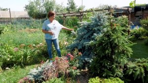 Обзор зимостойких хвойных растений в дизайне сада