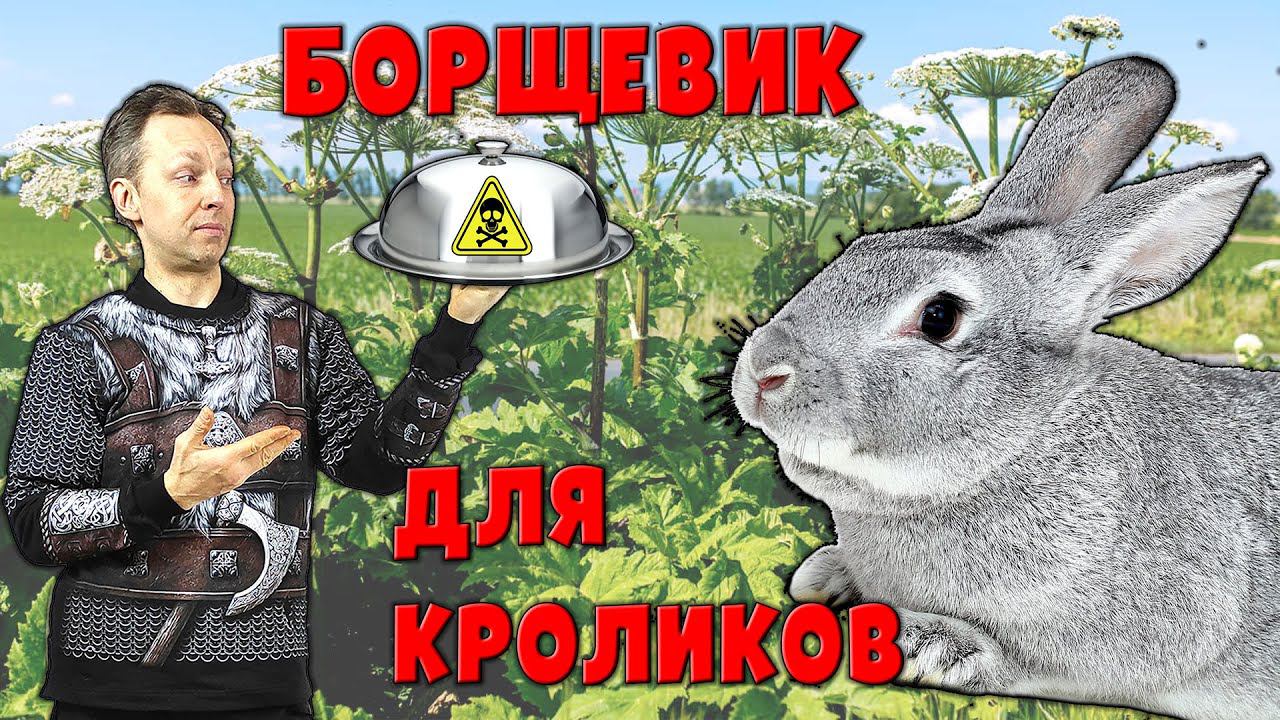 Борщевик для кроликов