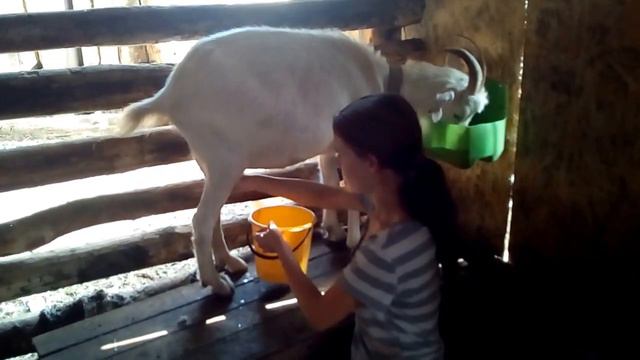 Моя доярушка ( Алина доит коз) смотреть онлайн