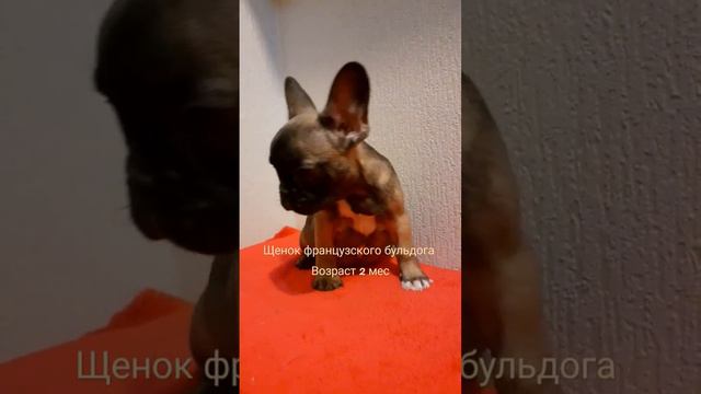 #французскийбульдог #щенок #бульдожка #щеночки #малышка #французик #щенкипродажа