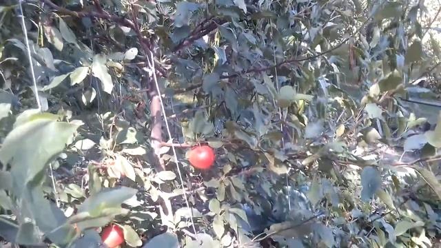 Неизвестный очень вкусный сорт яблони поздне-летний смотреть онлайн