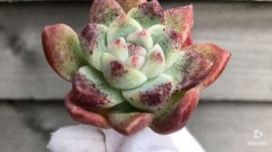 Echeveria Alba Beauty