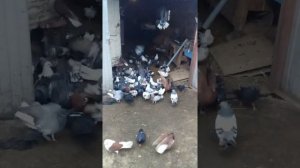 Голуби Курская область. Голуби Игоря Лиса.