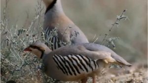 Голос кеклик Самка для охоты #охотага Мастек тобушу #колдоп койунуздар