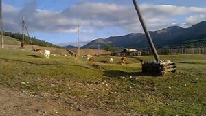 Buryatiya.Mondy.Korovy2011.mp4