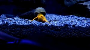 Улитка-кролик в поиске еды. Аквариумная улитка.