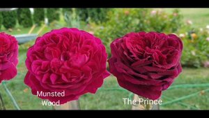 Самые тёмные английские розы: Falstaff, Munsted Wood, The Prince, W. Shakespeare 2000