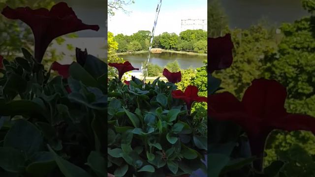 петуния #цветы#love#природа смотреть онлайн