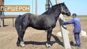 Першерон как улучшитель поголовья. КФХ Возмищевой В.И.