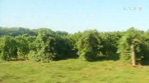 Винограду на Ставрополье быть!