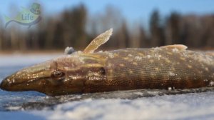 Никто не знает! 1 чайная ложка этого в лунку и вся щука с водоема под вашими ногами. Прикормка щука