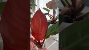Филодендрон Рэд Сан и Принц оф Оранж