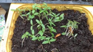 СЕМЕНА ПРОРОСЛИ В ПОМИДОРАХ РАССАДА ЗА 10 ДНЕЙ