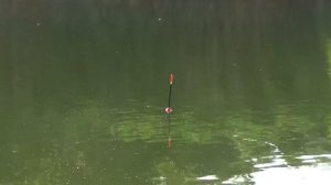 РИБАЛКА НА ПОПЛАВОК З КЛАДКИ