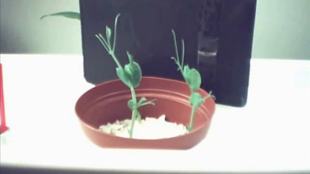 Вегетация гороха.wmv смотреть онлайн