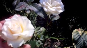 Роза чайно-гибридная  Кремовая,моя красотка.