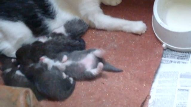 Сладкий сон котёнка смотреть онлайн