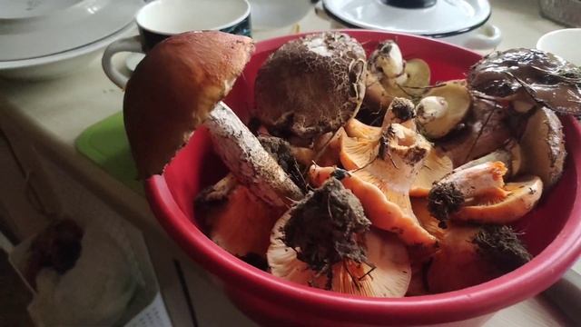 За грибами приехали наши подписчики смотреть онлайн