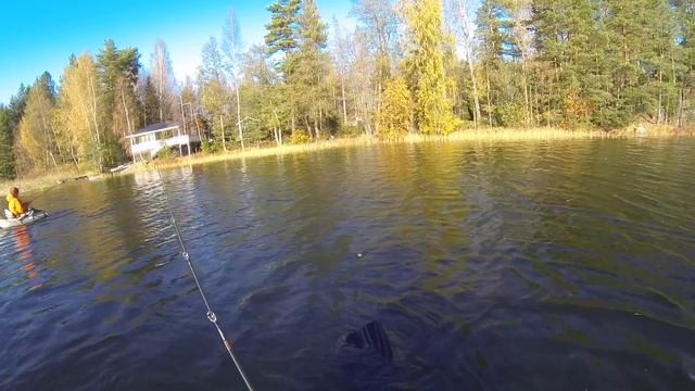 Megabass X 140 сделал всю рыбалку. Рыбалка на плотиках. смотреть онлайн