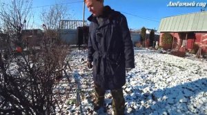 Как подготовить кусты смородины и крыжовника к зиме. Любимый сад