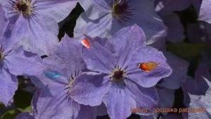 Клематис крупноцветковый Скайфолл (clematis skyfall) ? обзор: как сажать, саженцы клематиса Скайфол