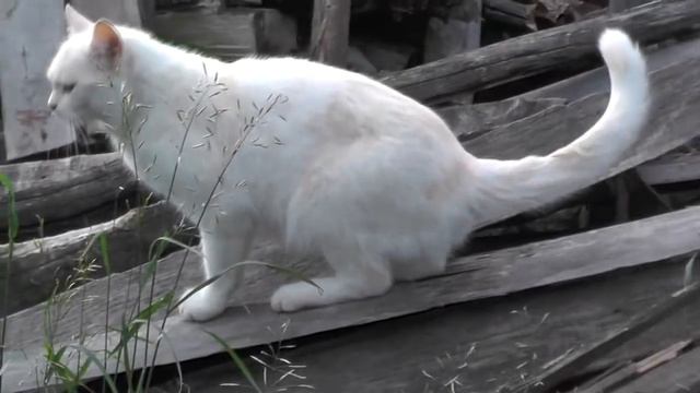 Готовим ремонт веранды; пол наклонило от тяжестей. 25. 06. 2018 смотреть онлайн