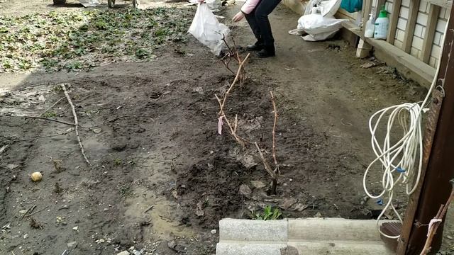 ЧЕМ И КОГДА ОБРАБАТЫВАЮТ ВИНОГРАД. Открываем виноград после зимы. смотреть онлайн