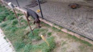 Продаются щенки курцхаара