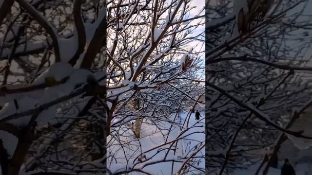 Снег как белая страница... Серафимо-Дивеевский женский монастырь