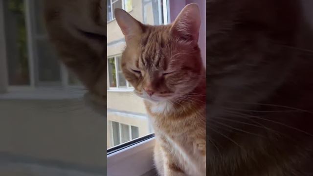 Секретные правила кота: шокирующая правда #котикитакиекотики #probalanceкорм #кошачьиприколы смотреть онлайн