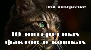 10 интересных фактов о кошках