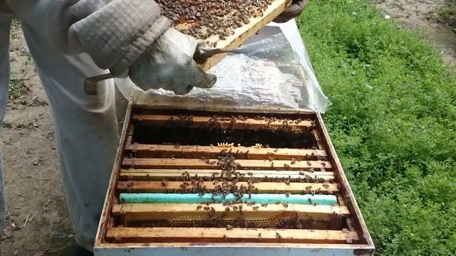 Posibil o matca trantorita  sau nu  o situatie un pic complicata