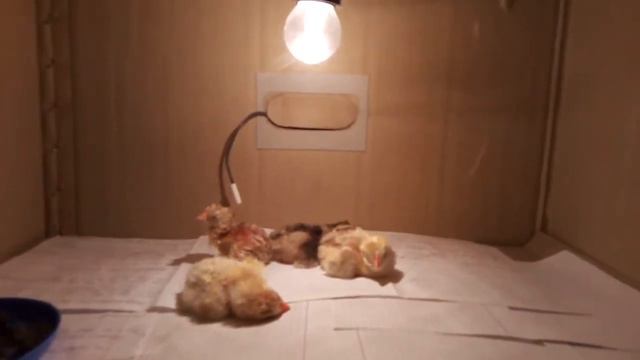 Как выглядит Вылупление цыплят - начало