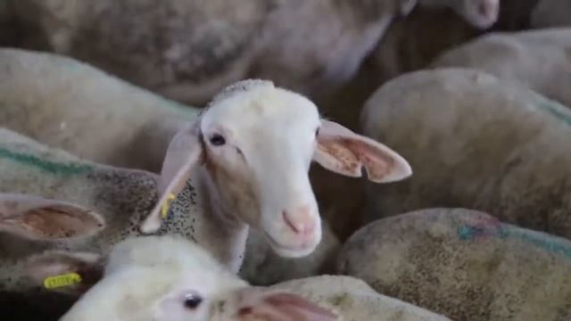 ЧТО ТАКОЕ РАСТИТЕЛЬНОЕ ПИТАНИЕ?