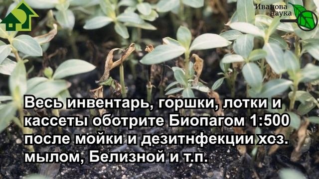 РАССАДА без ЧЕРНОЙ НОЖКИ. Самая полная информация: что делать, если рассада падает.