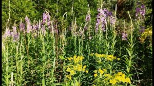 Ф  Тютчев  Не то, что мните вы, природа  #философскаялирика #поэты19века